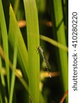 dragon fly