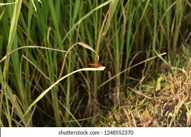 the dragon fly
