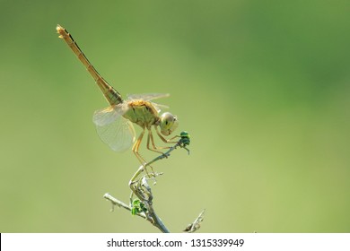 the dragon fly