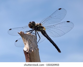 Dragon Fly