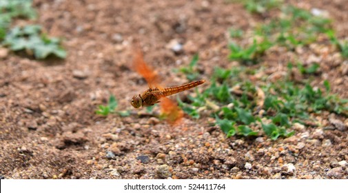 Dragon fly 