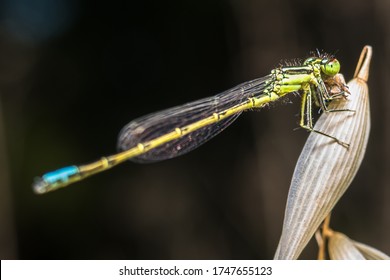 Dragon Fly - Azure Bluet Taking Sun Bath.