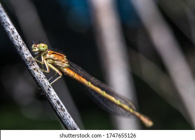 Dragon Fly - Azure Bluet Taking Sun Bath.