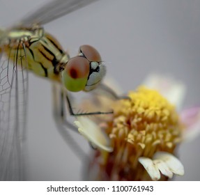 Dragon fly and background.
