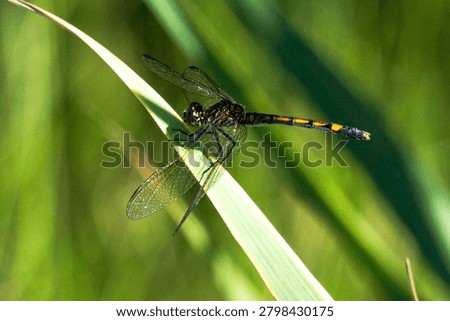 Dragon fly buzzing around the marsh at Kent Narrows on Kent Island in Maryland near the Chesapeake Bay