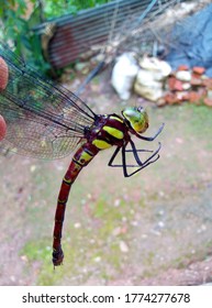 Dragon Fly Close Up 