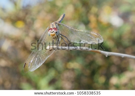dragon fly close up