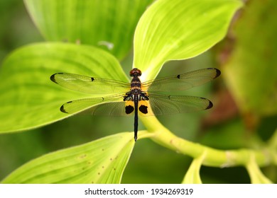 Dragon Fly Close Up With Clear Wings