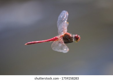 Dragon Fly Close Up  Flying