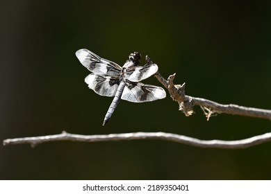 Dragon Fly Close Up On Stick