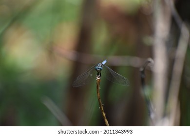 Dragon Fly Close Up Shot