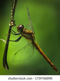 Dragon Fly Close Up Shot ,Swinging.