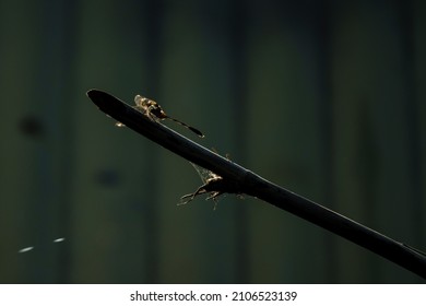 Dragon Fly Close Up Under Exposure Shot