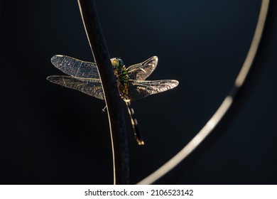 Dragon Fly Close Up Under Exposure Shot