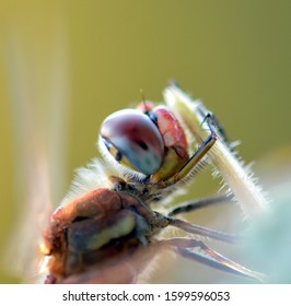 Dragon fly - close up view