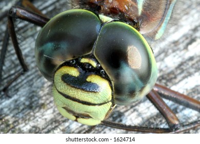 Dragon Fly Close-up