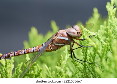 Dragon Fly Extreme Closeup Macro, Also Called Libellulidae Or Odonata, Beautiful Flying Insect With Wings 