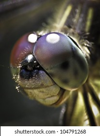 Dragon Fly Face Close-up