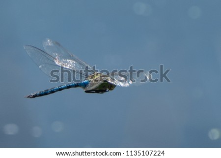 Dragon fly in flight showing a reflection of the sun on its wings