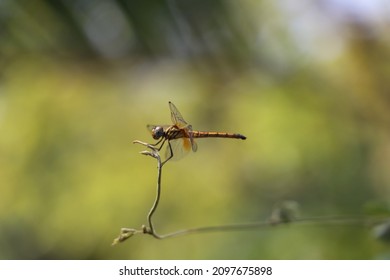 Dragon Fly Freeze Frame Shot