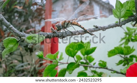 dragon 🐉 fly nature branch green leaf 🌿 timings outdoor 