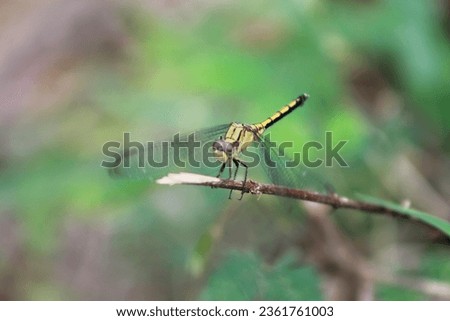 Dragon fly, Nature's helicopter, colourful, beautiful, close up shots