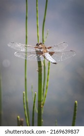 Dragon Fly Near Water On Mid Summers Day