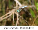 Dragon fly at the Okefenokee National Wildlife Refuge in Southeast Georgia.