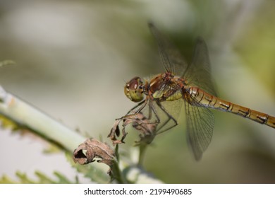 Dragon Fly On Dead Leaf UK