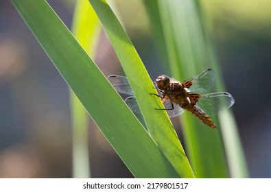 Dragon Fly On The Green Water Grass