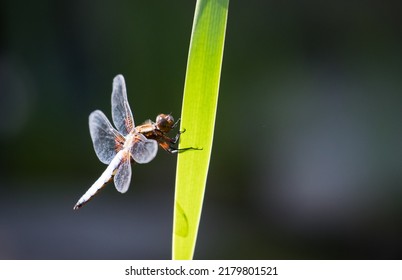 Dragon Fly On The Green Water Grass