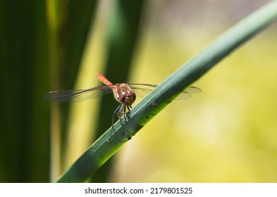 Dragon Fly On The Green Water Grass