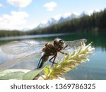 Dragon fly on a leaf and banff national park Canada 