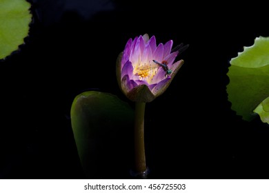 Dragon Fly On Purple Water Lily With Black Background