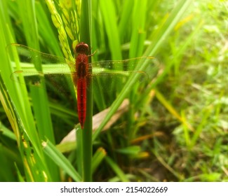 Dragon Fly On Rice Tree, Macro Dragon Fly, Red Dragonfly , Insect, Animal, Nature,macro,bug.