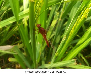 Dragon Fly On Rice Tree, Macro Dragon Fly, Red Dragonfly , Insect, Animal, Nature,macro,bug.