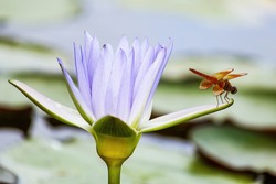 A Dragon Fly Rests On A Egyptian Lotus Flower With Blur Background In A Pond Near Mysore India. Peaceful And Quiet Countryside. Selective Focus.