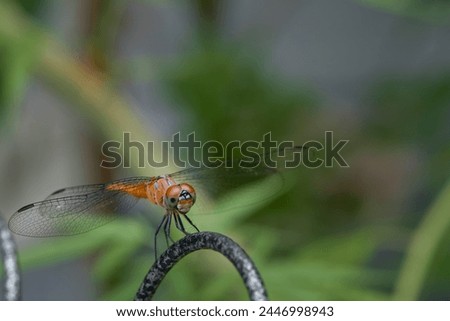 Dragon Fly sit on iron wall with green background close up macro full body
