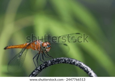 Dragon Fly sit on iron wall with green background close up macro
