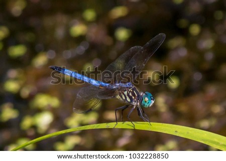 a dragon fly sitting on a leaf resting
