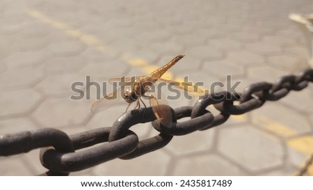 A dragon fly sitting on a metal chain
