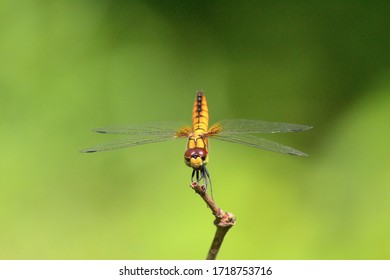 Dragon Fly Yellow Macro Shot