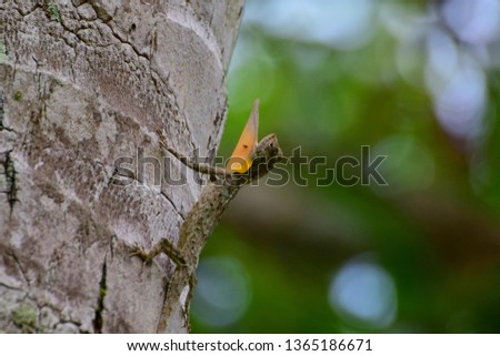 Similar – Foto Bild Hungriger Vogelnachwuchs