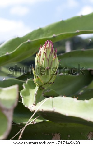 dragon fruit bud on a tree