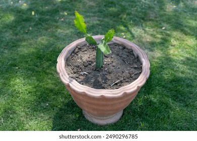 Dragon Fruit Cactus in a Large Terracotta Pot - Powered by Shutterstock