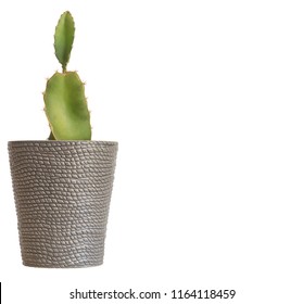 Dragon Fruit Cactus Plant Indoor Against White Background With Copy Space