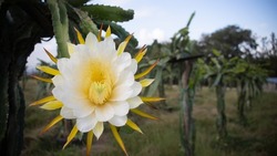 Dragon Fruit Flower, Fully Open In The Morning Hours In An Organic Plantation, Friendly To The Planet, With Natural Lighting, White With Large Petals And Copy Space