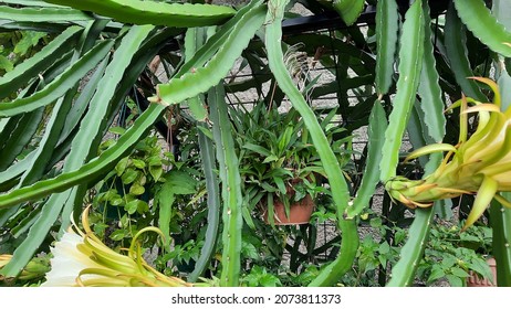 635 Dragon fruit garden at night Images, Stock Photos & Vectors ...