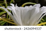 Dragon fruit flowers bloom at night