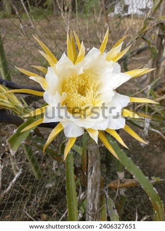 Dragon fruit flowers are hermaphroditic flowers, that is, one flower contains female and male flowers.